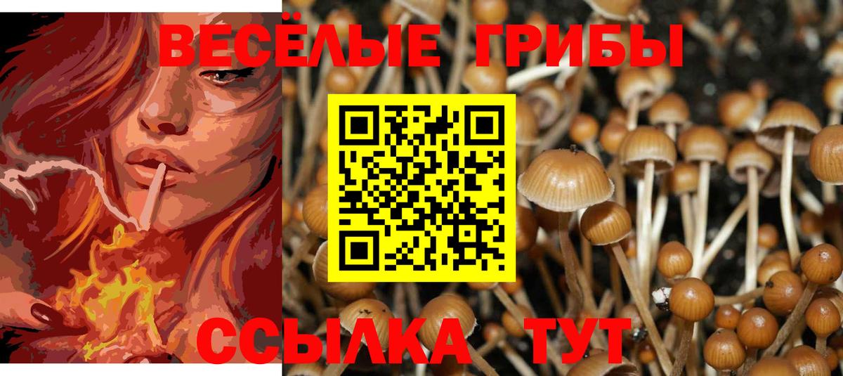 Псилоцибиновые грибы MAGIC MUSHROOMS Осинники